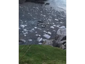 Seals angel beach Atlas Introspective