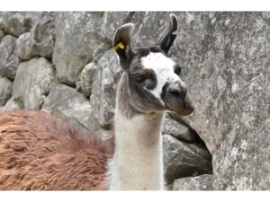 MP llama 2 Atlas Introspective