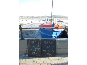 Conwy mussels Atlas Introspective