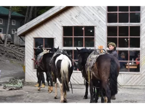 horses TDP Atlas Introspective