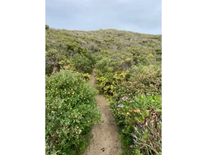 yellow flower trails bees Atlas Introspective